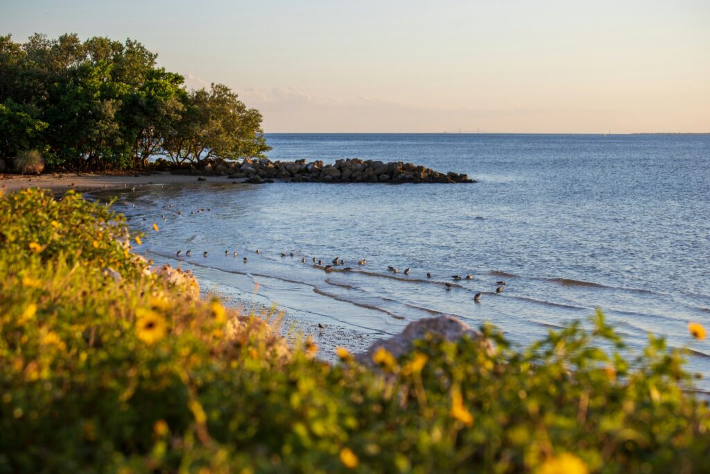 Picnic Island, What Most Visitors Miss When Traveling Through West Central Florida