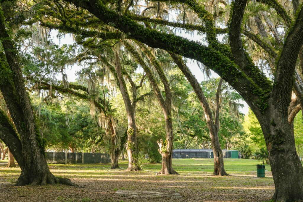 Trees with spanish moss in a grassy park